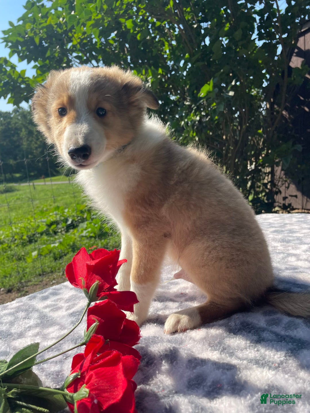 Shetland Sheepdog dogs for sale: Travis - Image 6