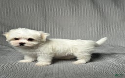 Maltese dogs for sale: Lydia - Image 4