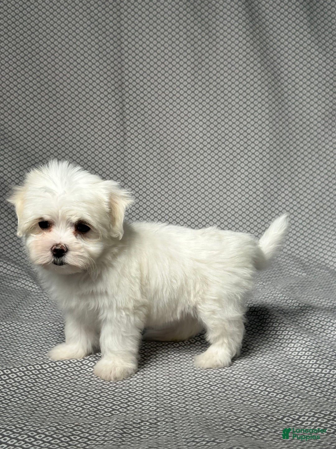 Maltese dogs for sale: Lydia - Image 4