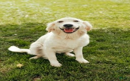 Golden Retriever dogs for sale: Liberty - Image 3