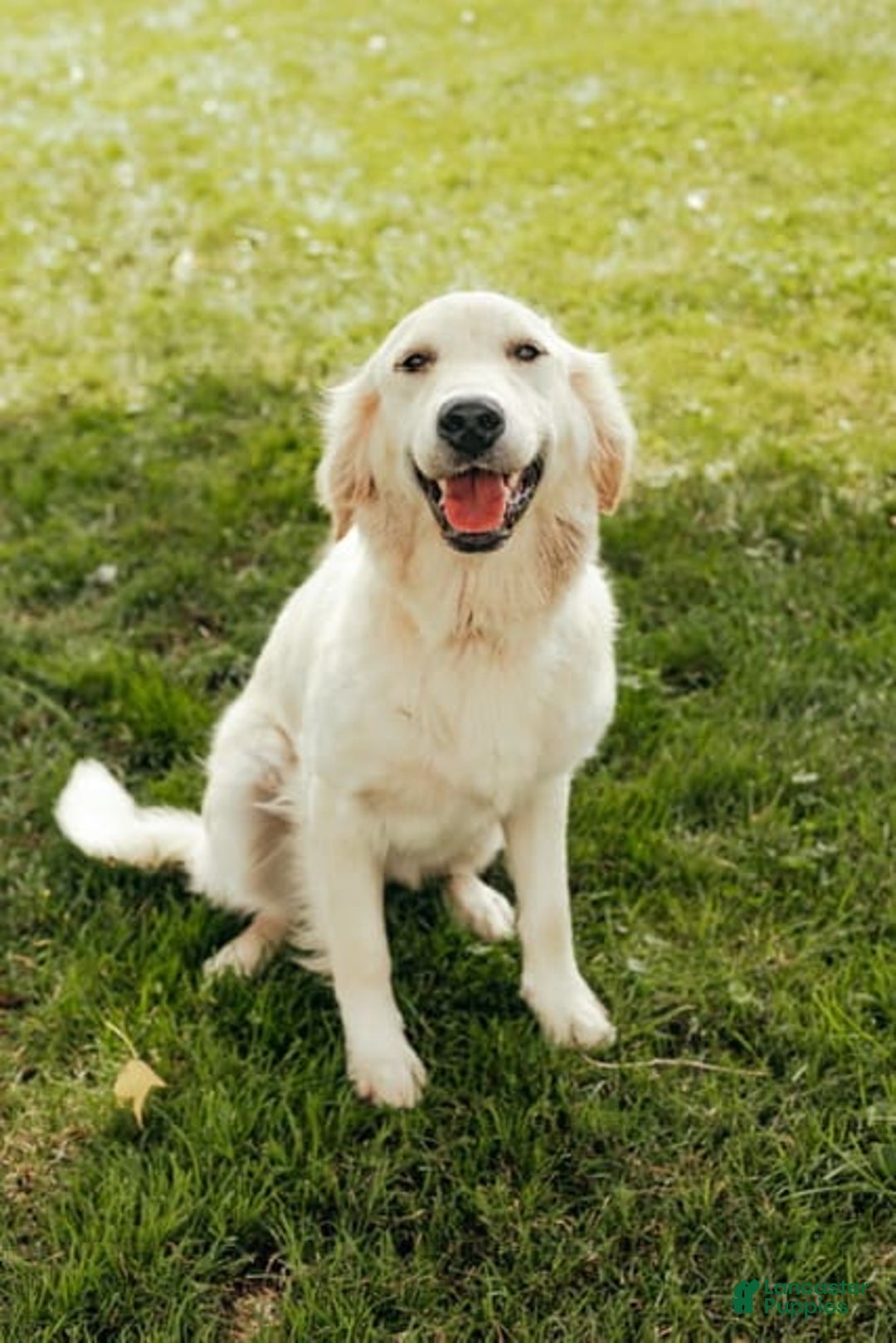 Golden Retriever dogs for sale: Liberty - Image 3