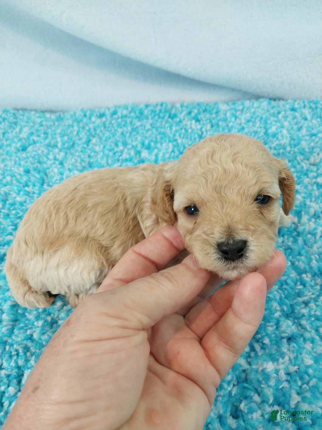 Toy Poodle dogs for sale: Digger - Image 4