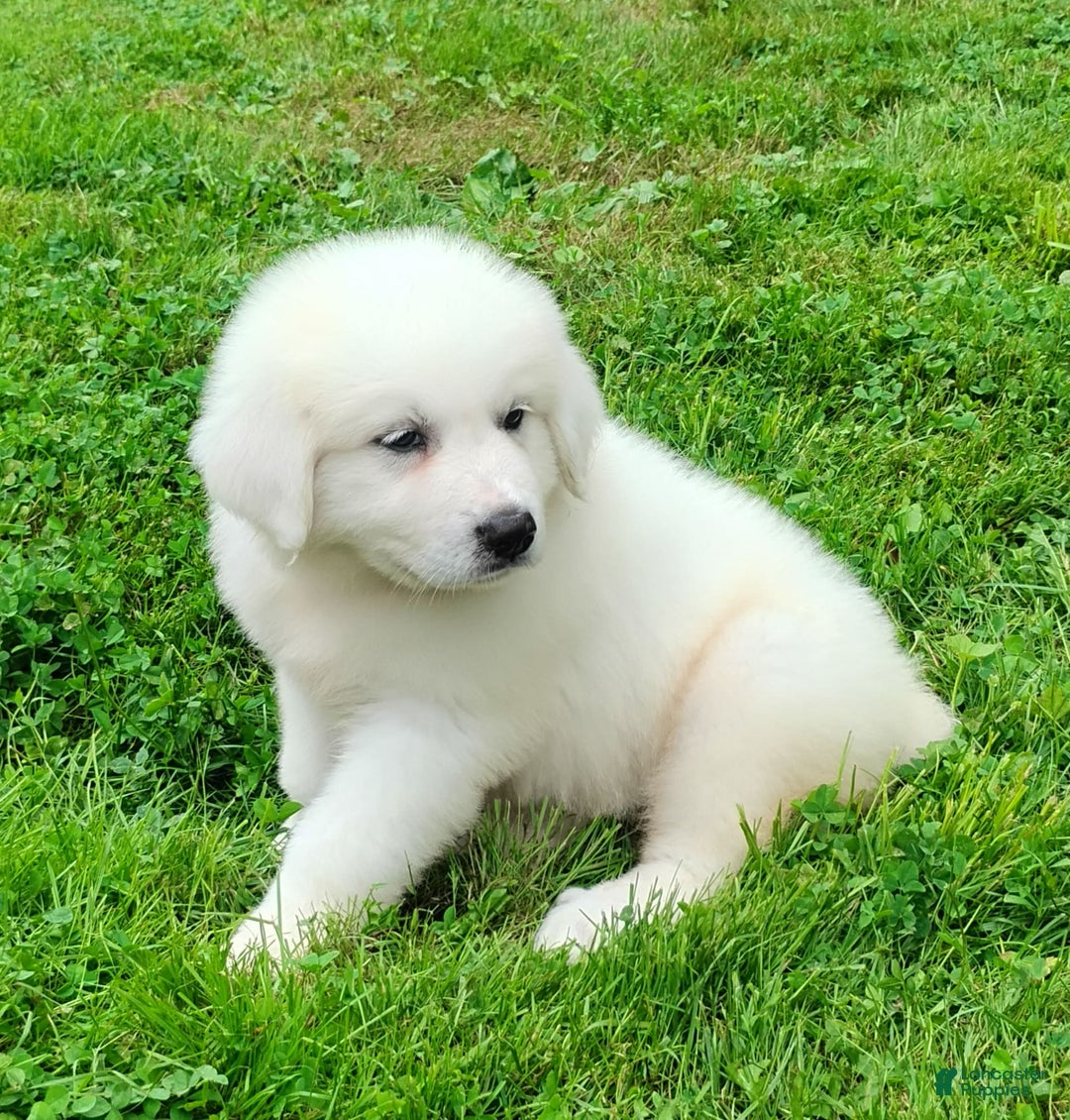 Great Pyrenees dogs for sale: Holly - Image 4