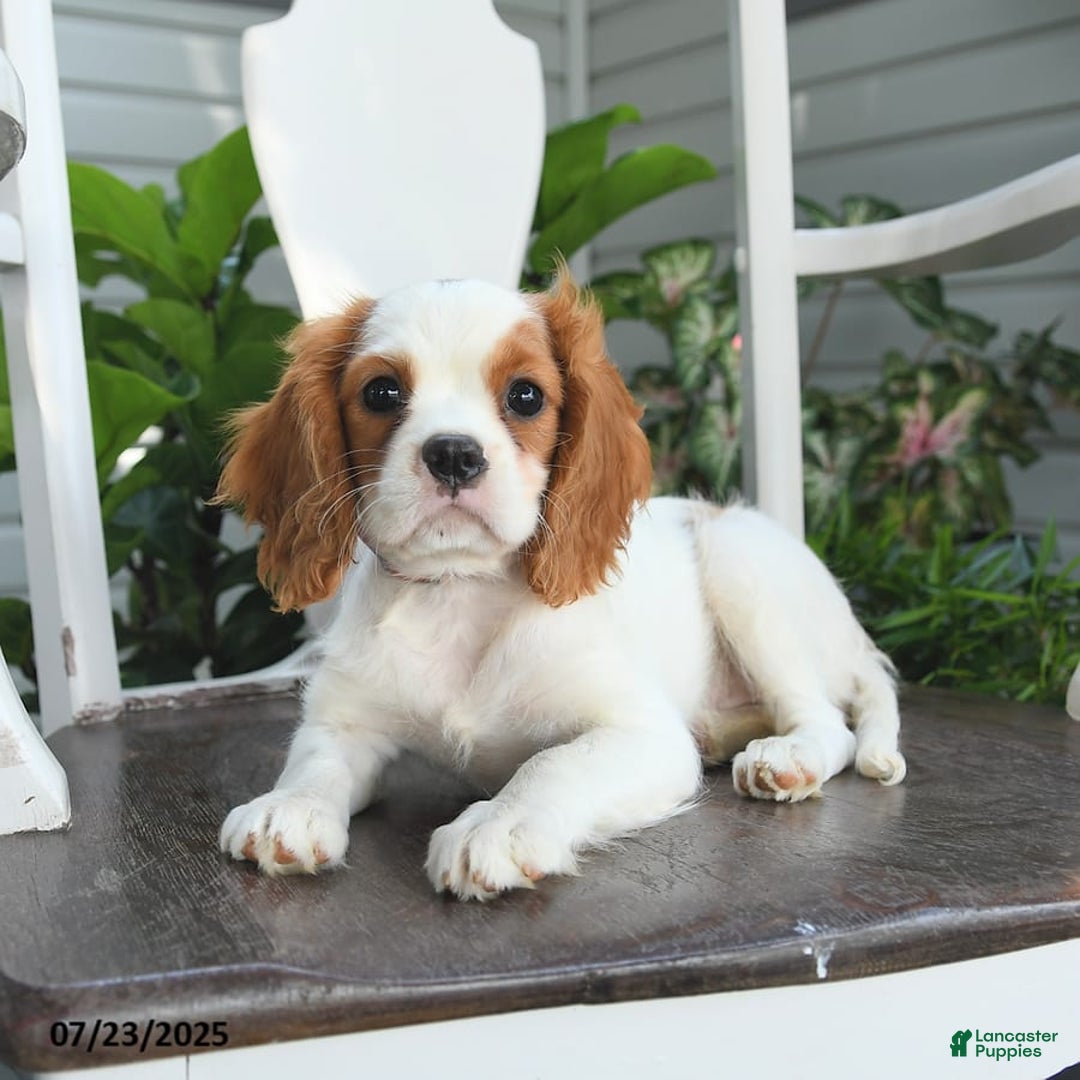 Cavalier King Charles Spaniel dogs for sale: Brookie - Image 2