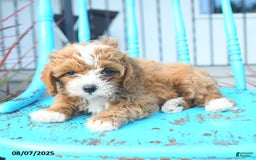 Cavapoo dogs for sale: Ally - Image 4