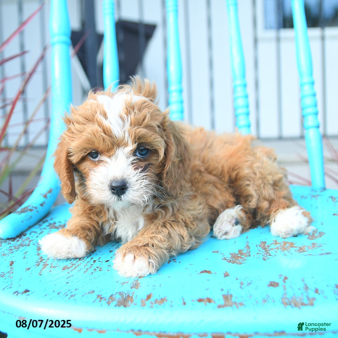 Cavapoo dogs for sale: Ally - Image 4