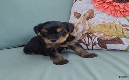 Yorkshire Terrier dogs for sale: Rubble - Image 2
