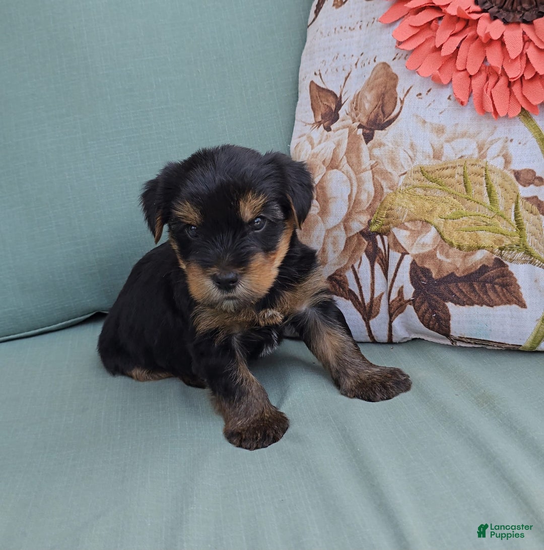 Yorkshire Terrier dogs for sale: Rubble - Image 2