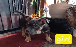 American Bully dogs for sale: Green Col - Image 4