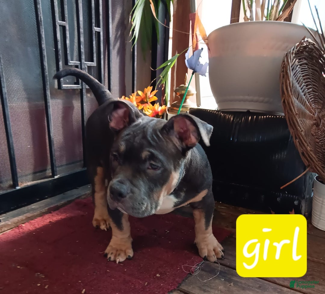 American Bully dogs for sale: Green Col - Image 4