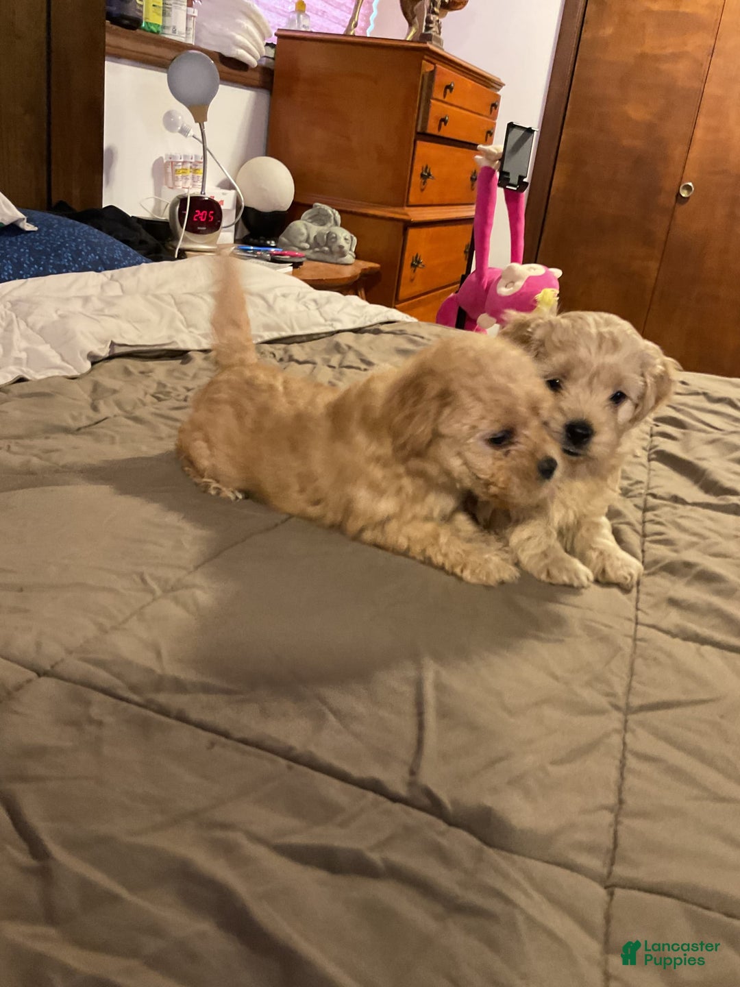 Cockapoo dogs for sale: Bonnie - Image 5
