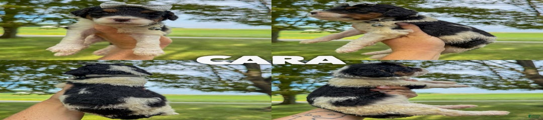 Cara - Standard F1b