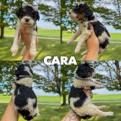 Cara - Standard F1b