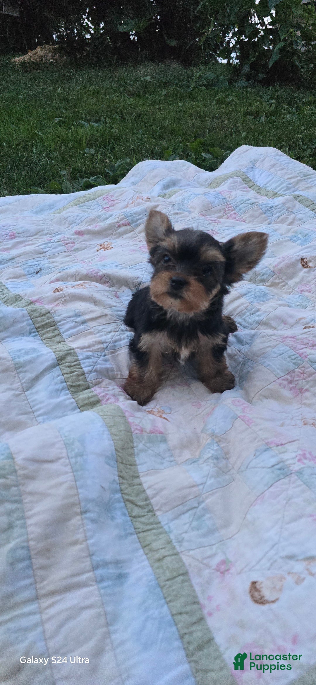 Yorkshire Terrier dogs for sale: Cc - Image 22