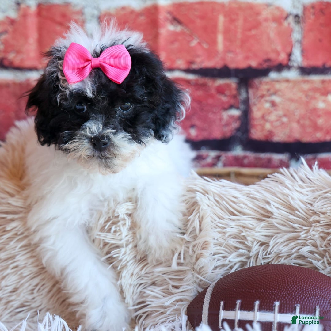 Bichpoo dogs for sale: Baby Doll - Image 11
