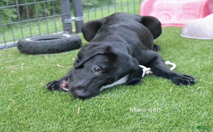 Labrador Retriever dogs for sale - Ad 4