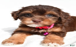 Cavapoo dogs for sale: Blossom - Image 2