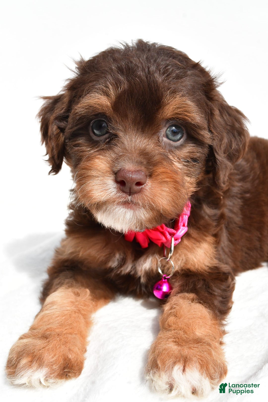Cavapoo dogs for sale: Blossom - Image 2