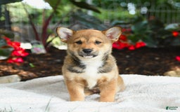 Shiba Inu dogs for sale: Hazelnut - Image 3