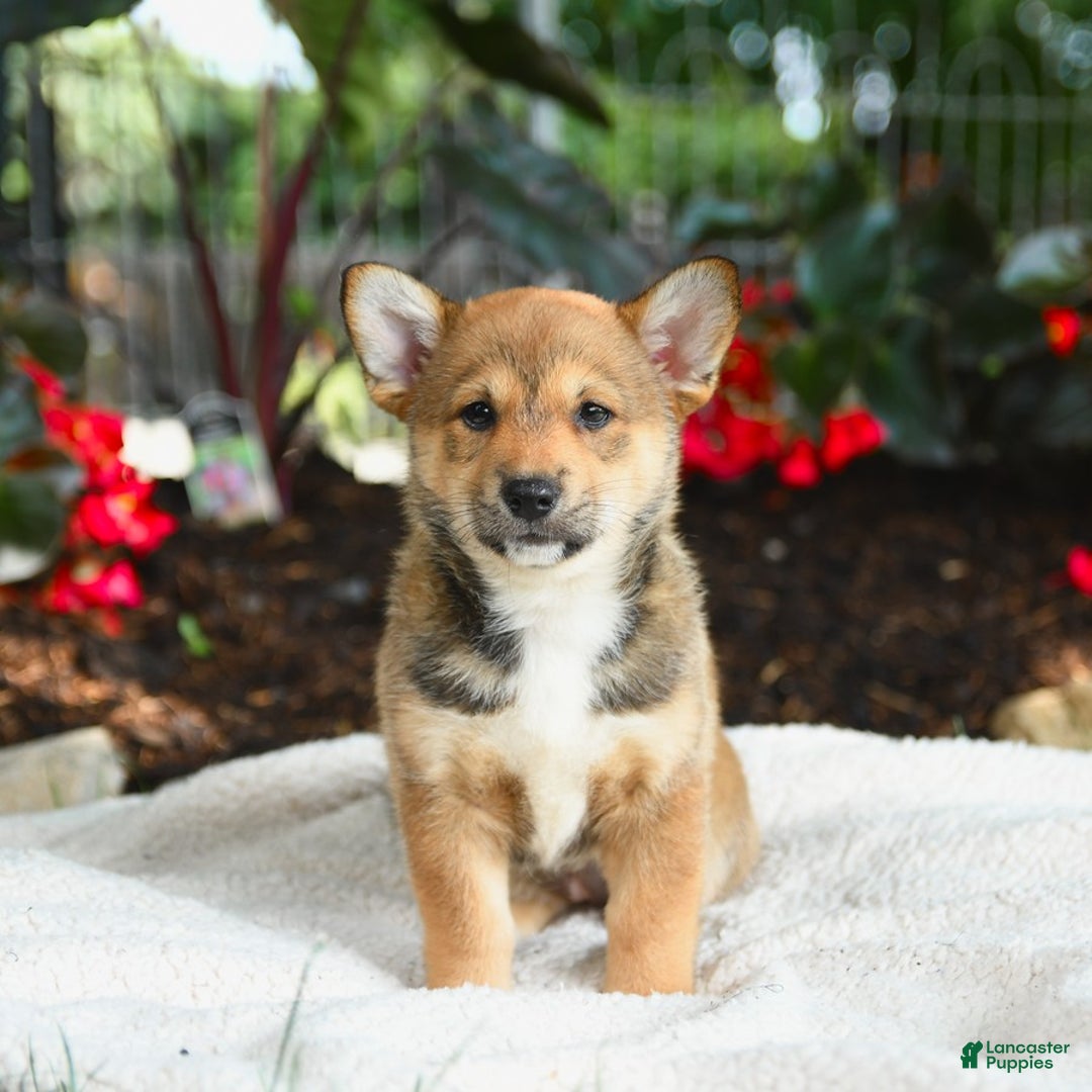 Shiba Inu dogs for sale: Hazelnut - Image 3
