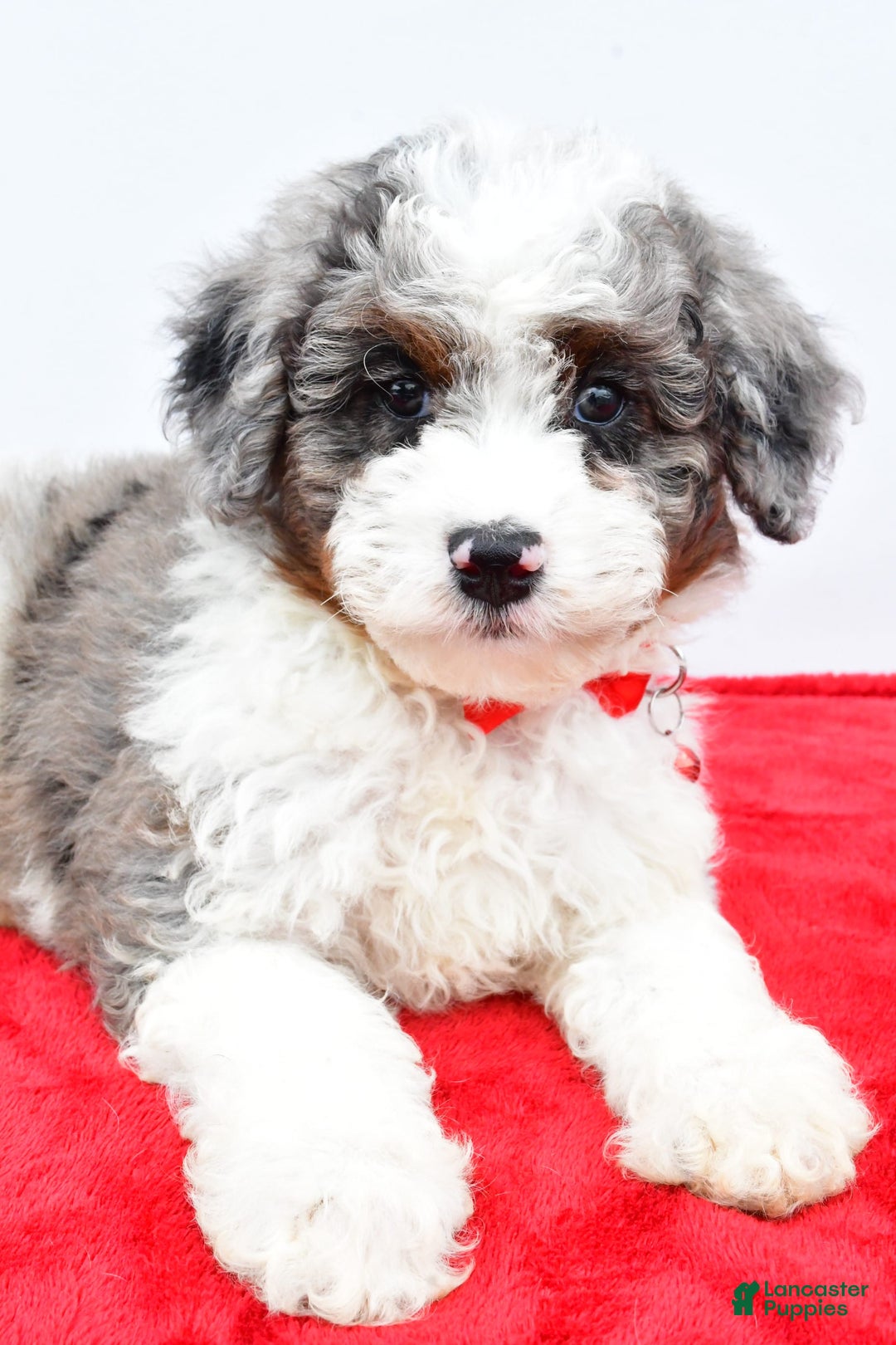 Mini Aussiedoodle dogs for sale: Logan - Image 5