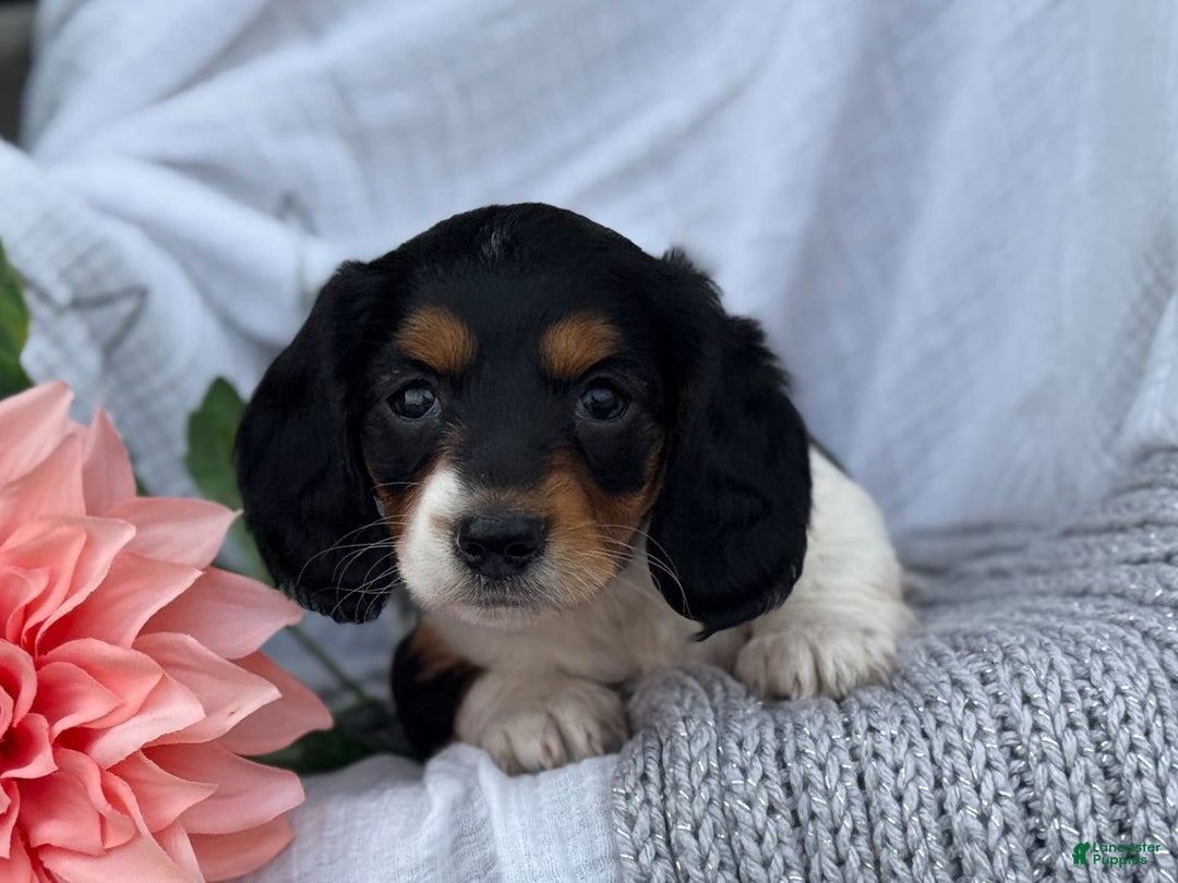 Miniature Dachshund dogs for sale: Ladybug - Image 9