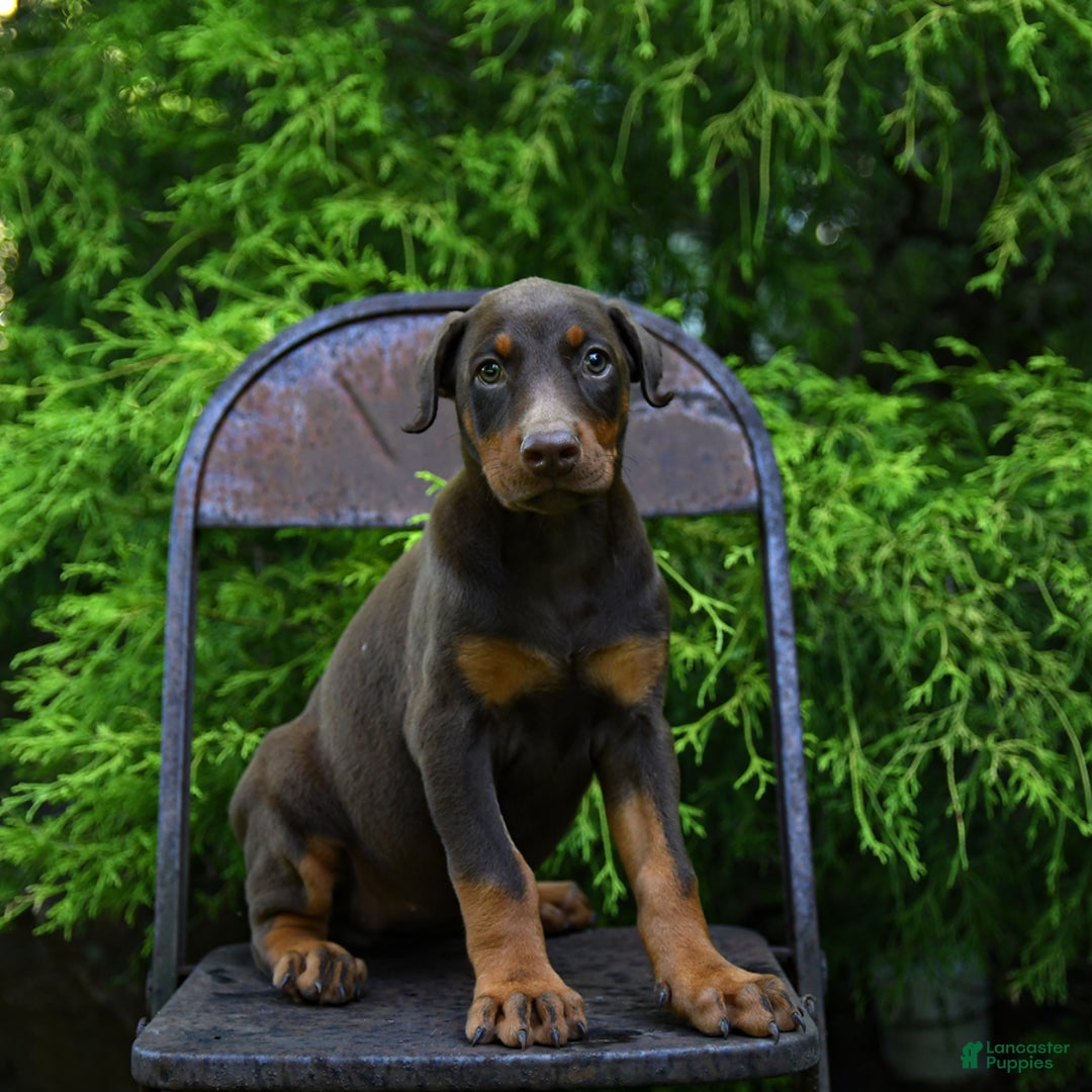 Doberman Pinscher dogs for sale: Petal - Image 3