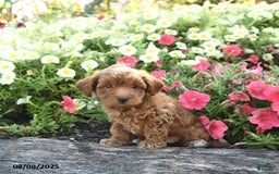 Havapoo dogs for sale: Toby - Image 2