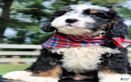 Mini Bernedoodle dogs for sale: Finnagan - Image 2