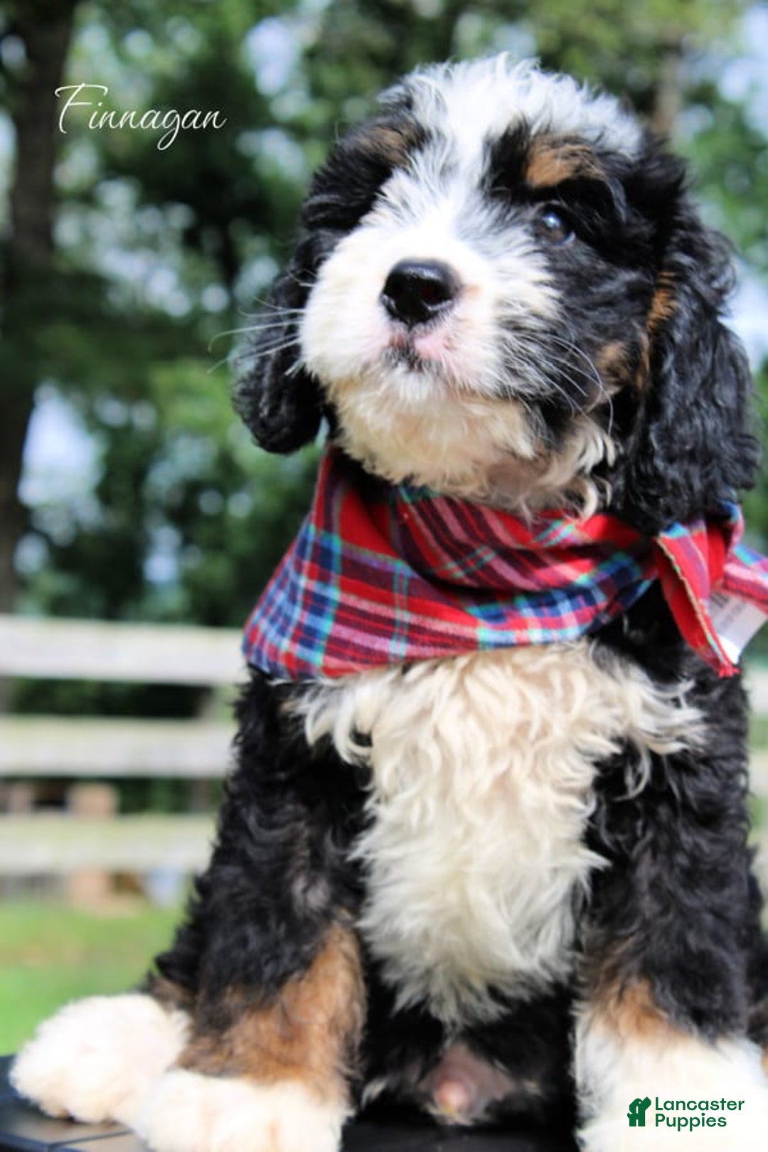 Mini Bernedoodle dogs for sale: Finnagan - Image 2