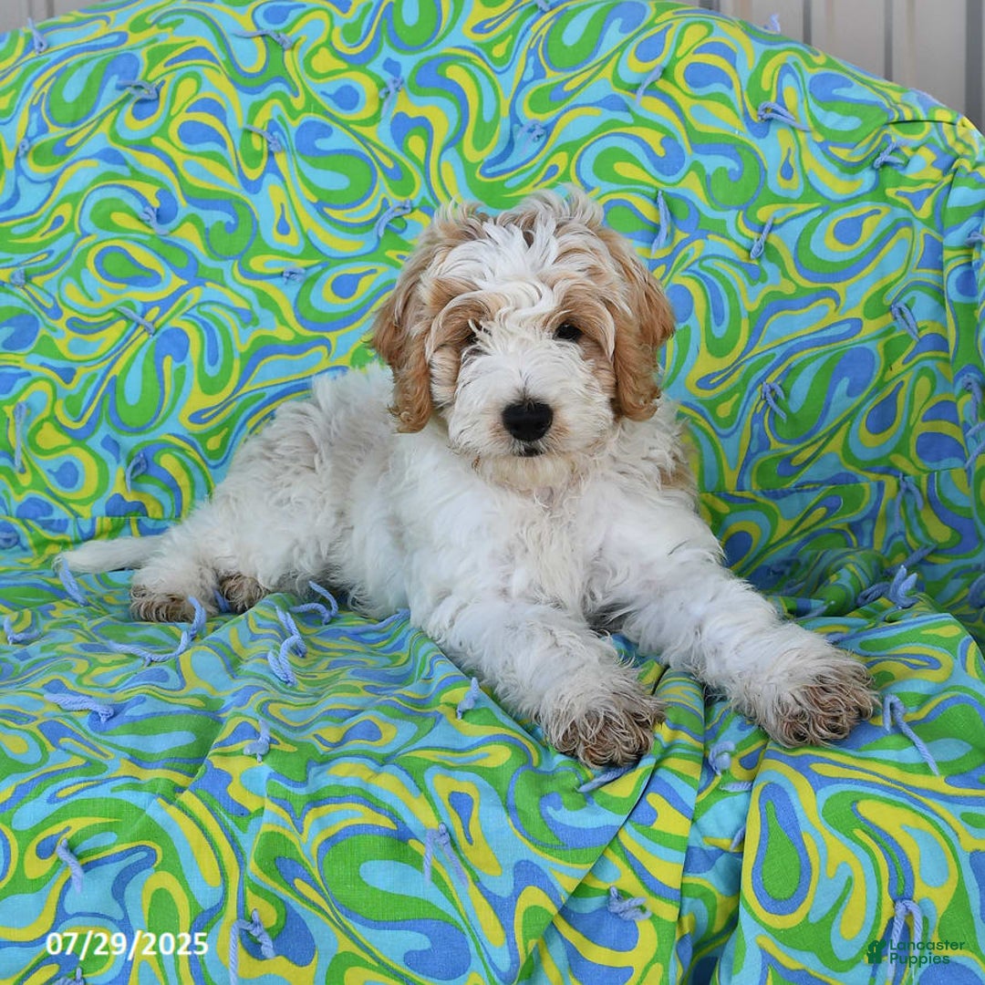 Mini Goldendoodle dogs for sale: Dallas - Image 5