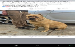 Cane Corso dogs for sale: Cartier - Image 8