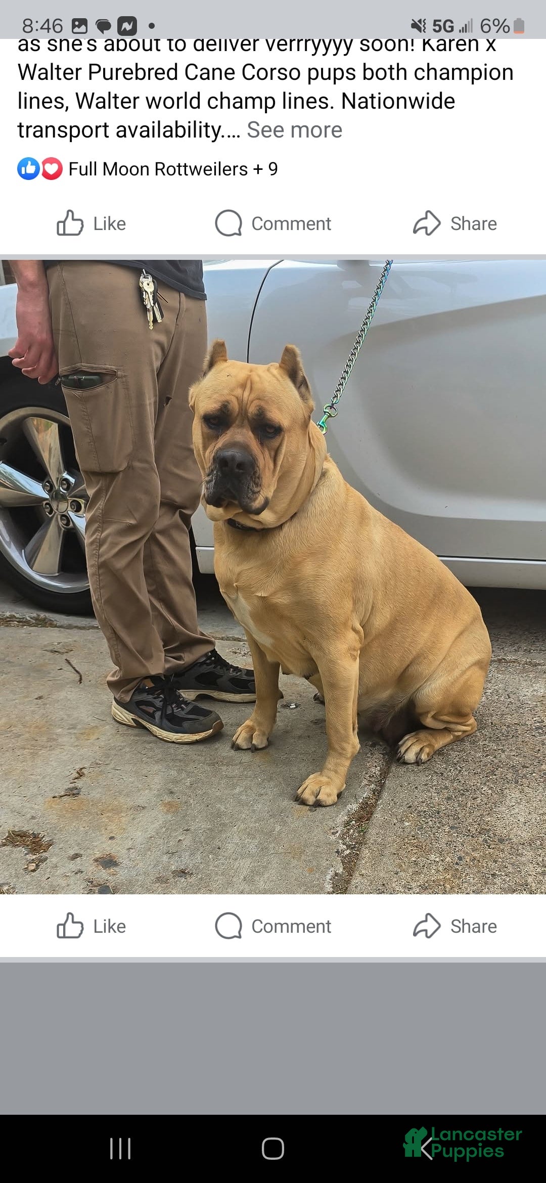 Cane Corso dogs for sale: Cartier - Image 8