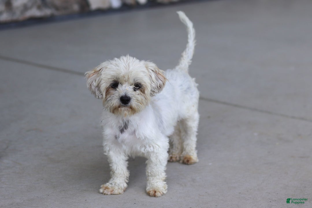 Shihpoo dogs for sale: Hudson - Image 10