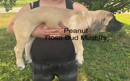 English Mastiff dogs for sale: Peanut - Image 4