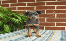 Miniature Pinscher dogs for sale: Jersey - Image 5