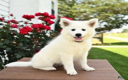 American Eskimo dogs for sale: Meadow - Image 3