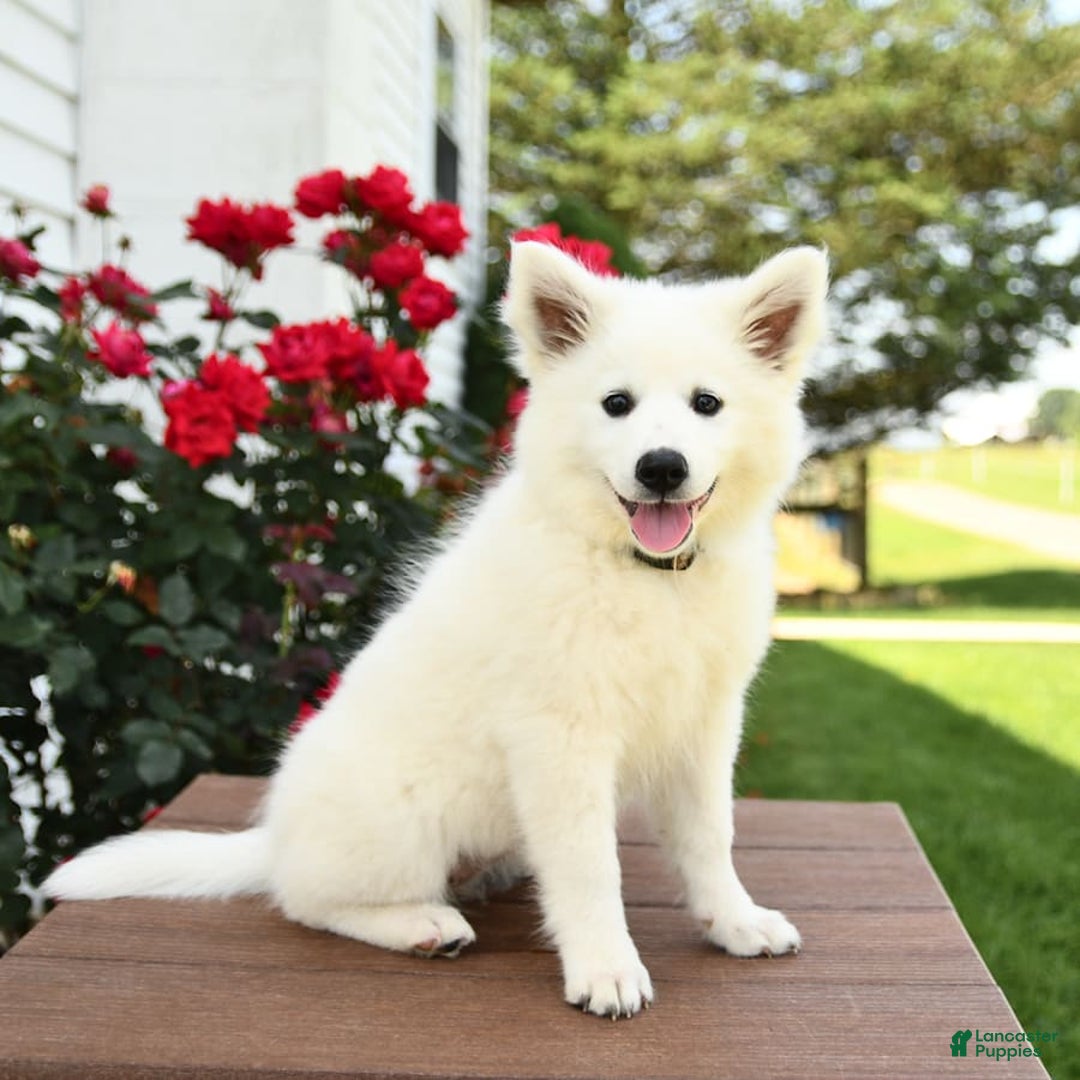 American Eskimo dogs for sale: Meadow - Image 3