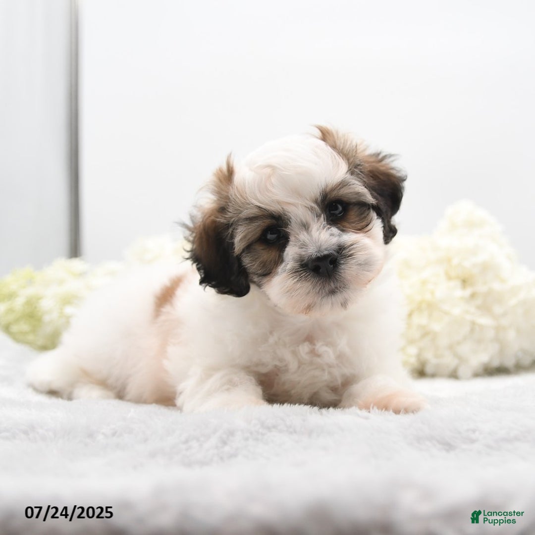 Teddy Bear dogs for sale: Isaiah - Image 1