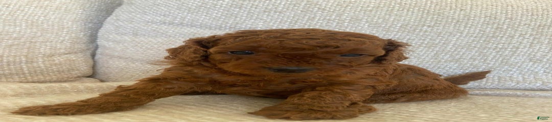 Dina
