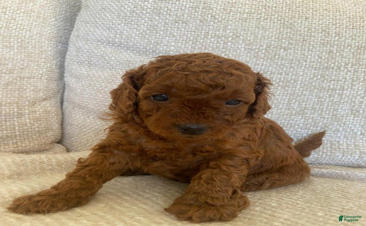 Cavapoo dogs for sale - Ad 1