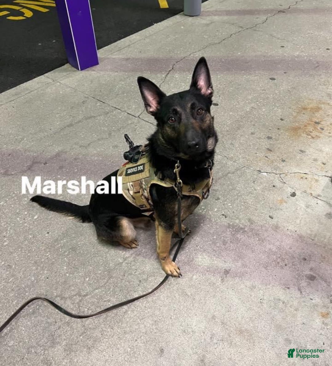 German Shepherd dogs for sale: Darcy - Image 4