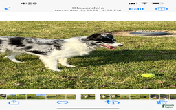 Border Collie dogs for sale: Blackie - Image 5