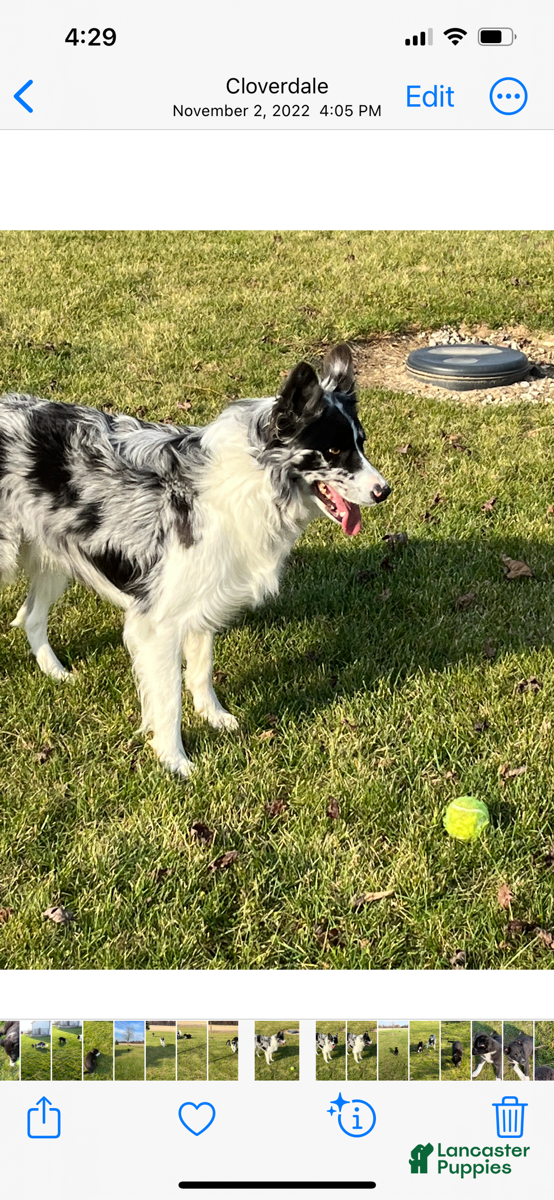 Border Collie dogs for sale: Blackie - Image 5