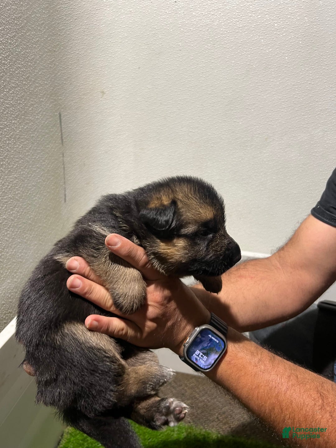 German Shepherd dogs for sale: Harley - Image 2