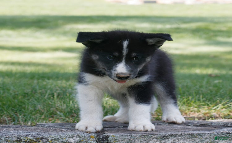 Siberian Husky dogs for sale - Ad 3