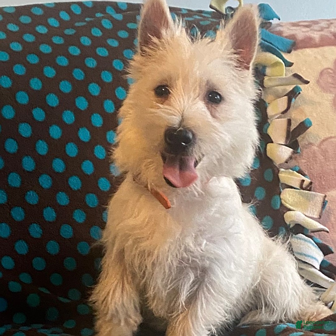 West Highland Terrier dogs for sale: Hans - Image 2