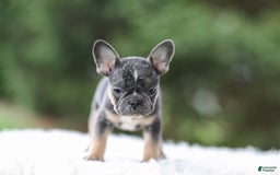 French Bulldog dogs for sale: Wendy - Image 7