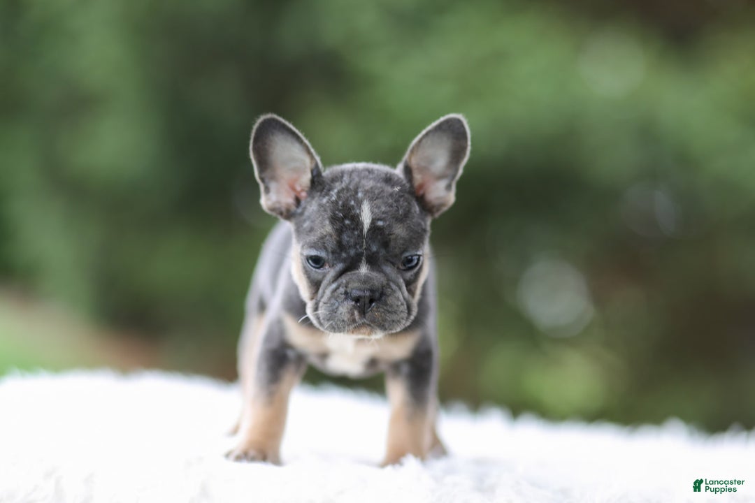 French Bulldog dogs for sale: Wendy - Image 7
