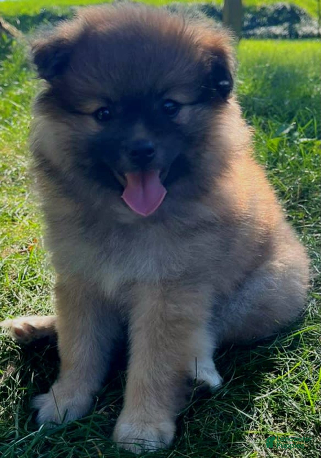 Pomeranian dogs for sale: Finley - Image 5